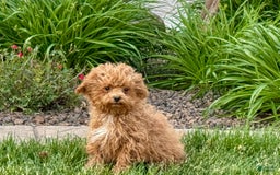 Maltipoo dogs for sale: Macon - Image 15