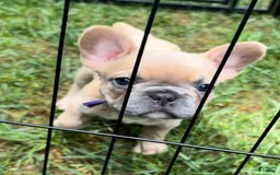 French Bulldog dogs for sale: Lucy - Image 3