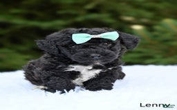 Bichpoo dogs for sale: Lenny - Image 1