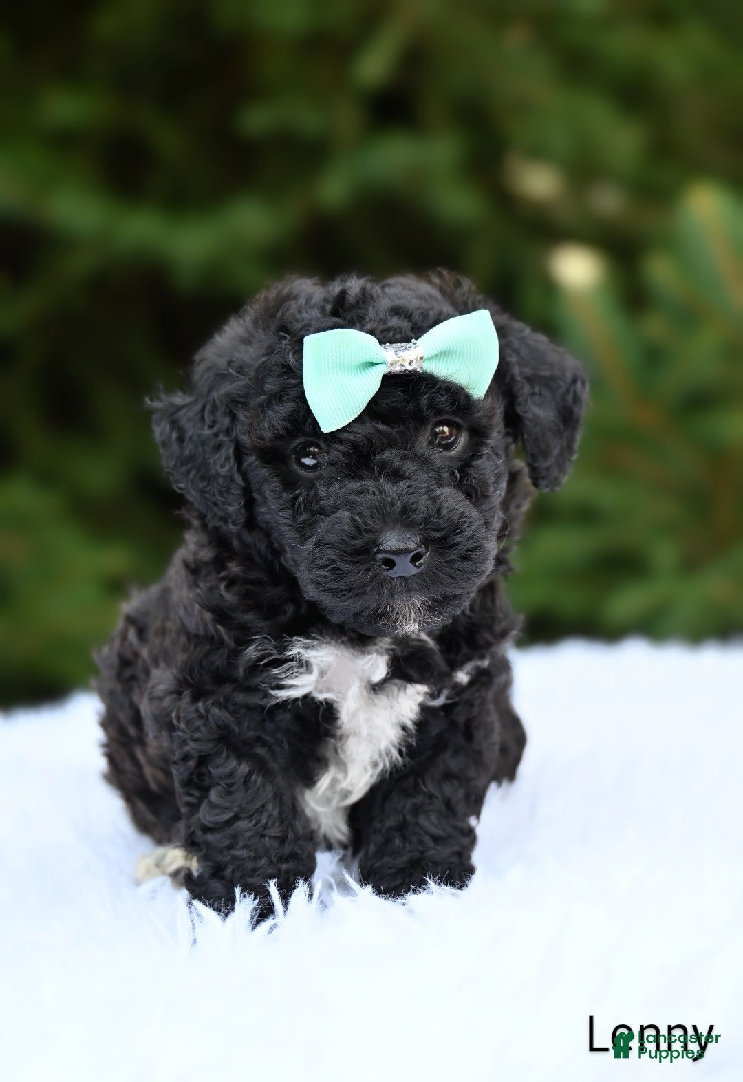 Bichpoo dogs for sale: Lenny - Image 1