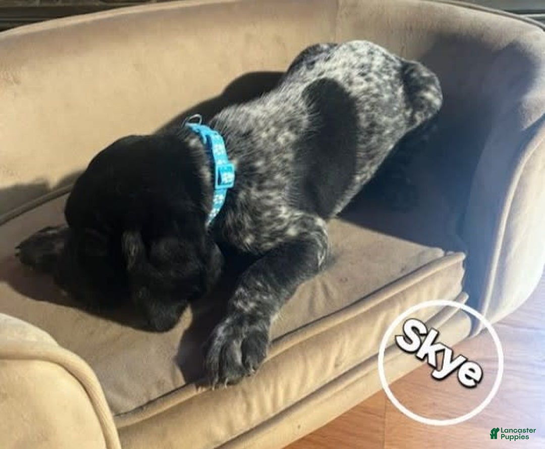 German Shorthaired Pointer dogs for sale: Skye - Image 3