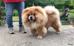 Chow Chow dogs for sale: SLM Red Female - Image 14