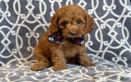 Cockapoo dogs for sale: Cockapoo 3 puppies - Image 8