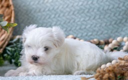 Maltese dogs for sale: Parker - Image 2