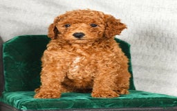 Miniature Poodle dogs for sale: Destiny - Image 7