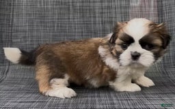 Shih Tzu dogs for sale: Biscuit - Image 7