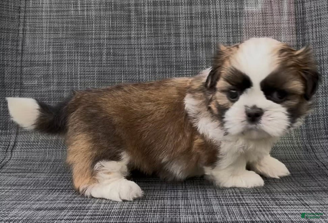 Shih Tzu dogs for sale: Biscuit - Image 7