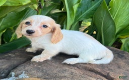 Miniature Dachshund dogs for sale: Carrie LH - Image 5