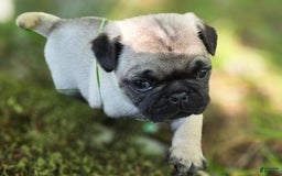 Pug dogs for sale: Derek - Image 21