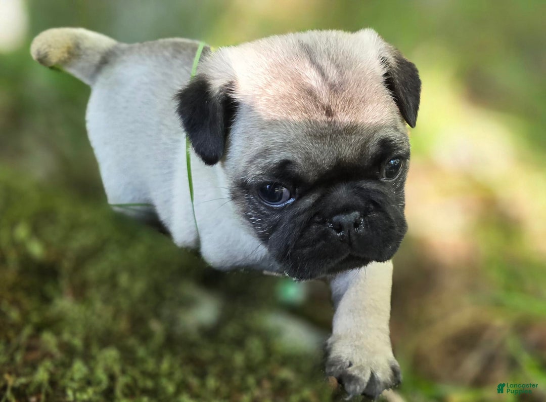 Pug dogs for sale: Derek - Image 21
