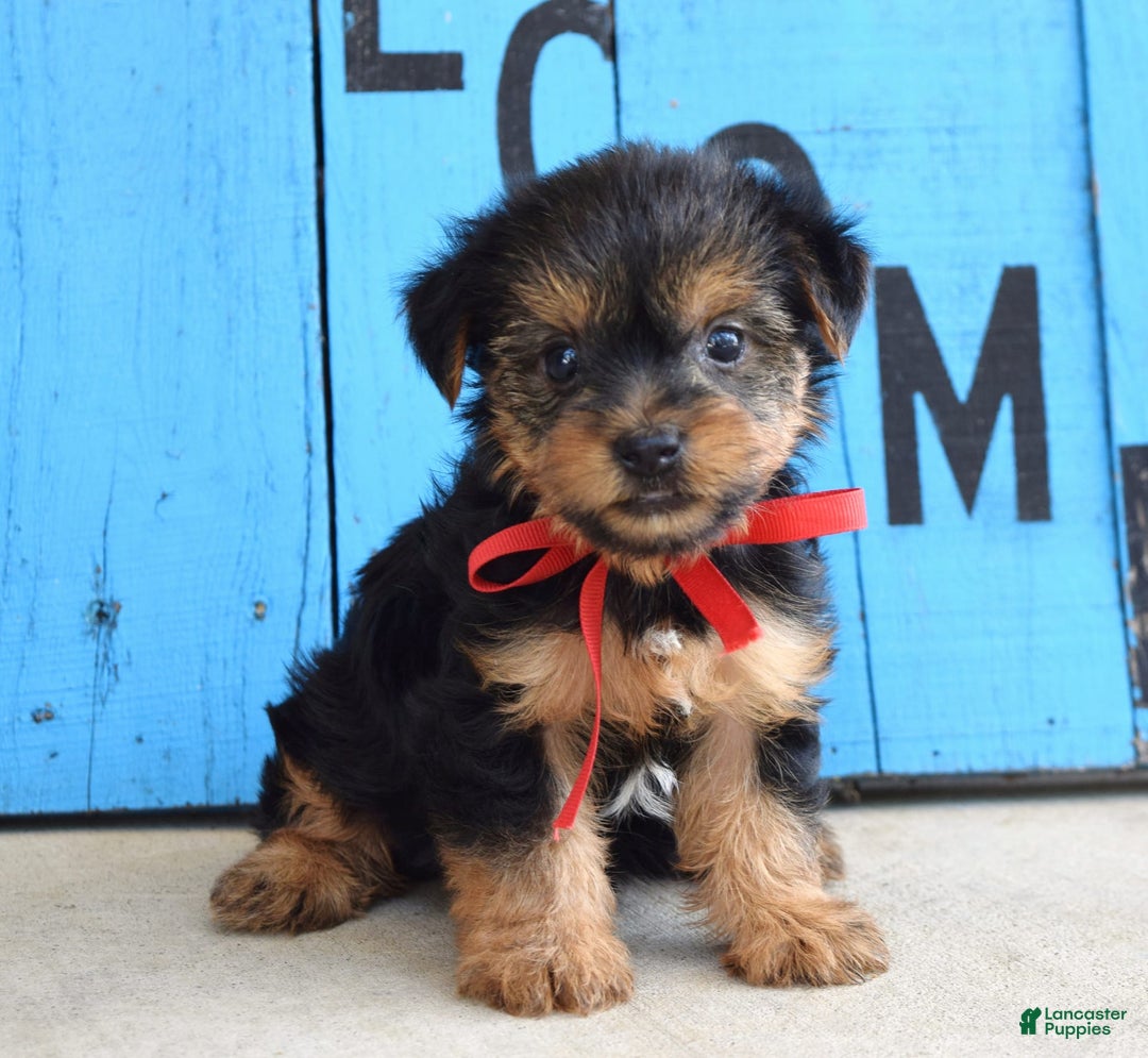 Yorkshire Terrier dogs for sale: Alex - Image 4