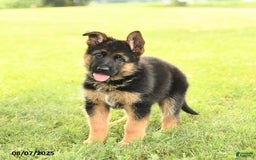 German Shepherd dogs for sale: Domino - Image 2