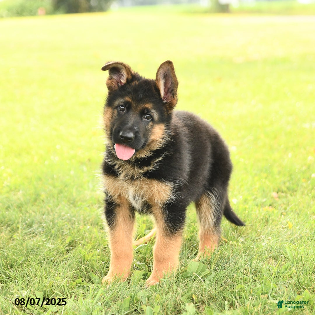 German Shepherd dogs for sale: Domino - Image 2