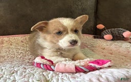 Welsh Corgi Pembroke dogs for sale: Purple Collar Girl - Image 4