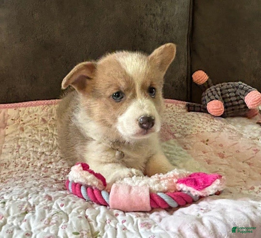 Welsh Corgi Pembroke dogs for sale: Purple Collar Girl - Image 4