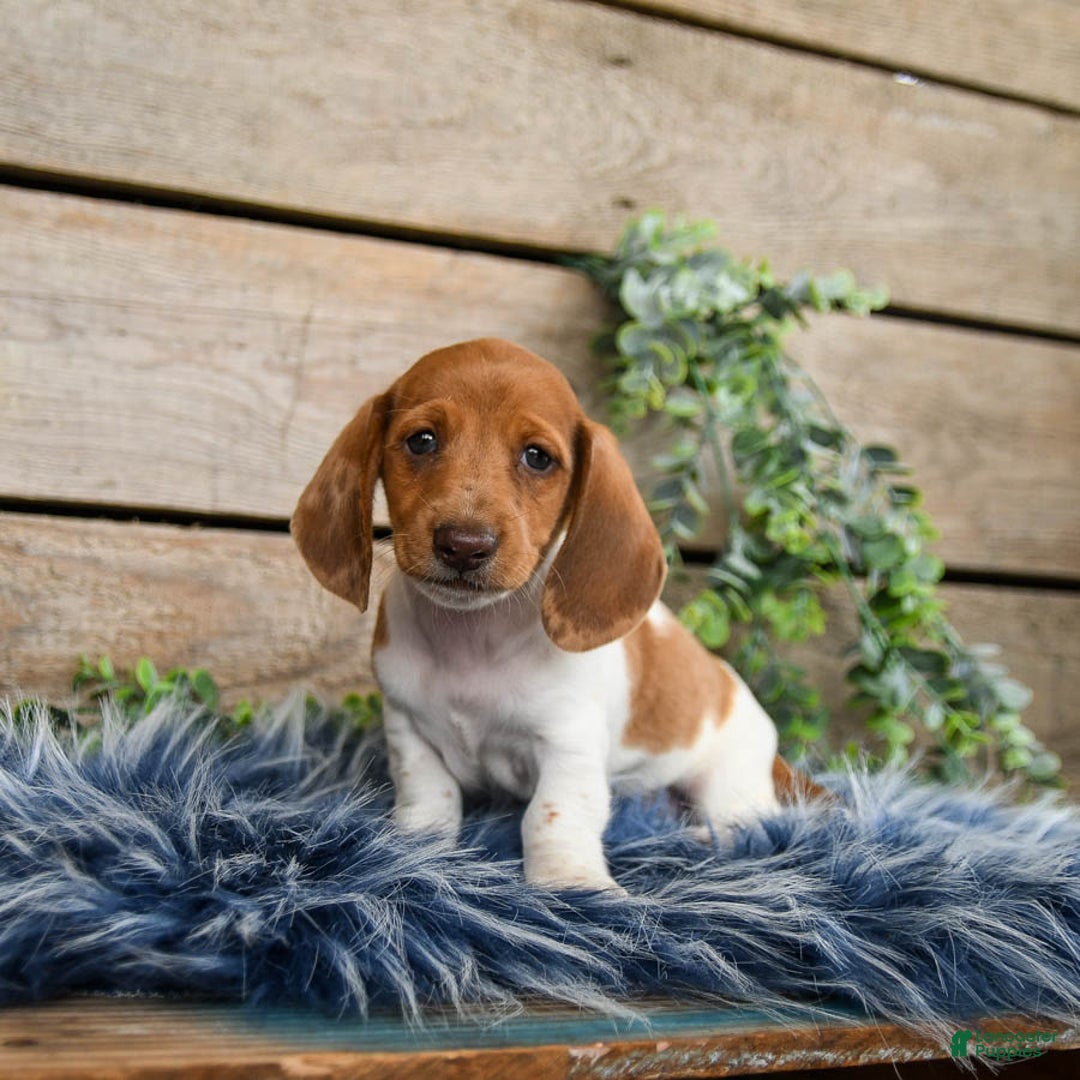 Dachshund dogs for sale: Pumpkin - Image 1