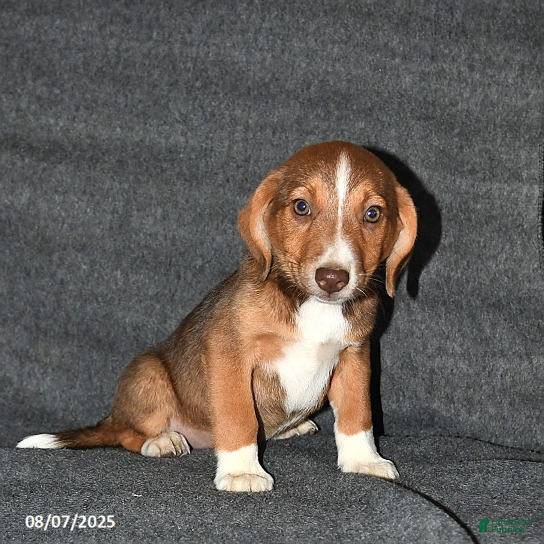 Australian Shepherd dogs for sale: Australian Shepherd 5 puppies - Image 5