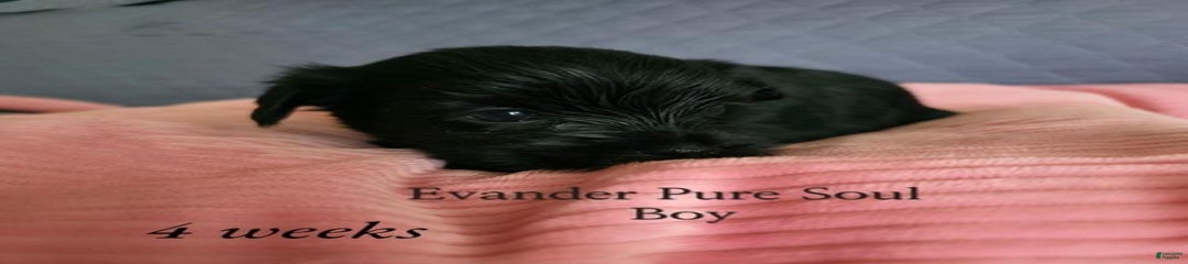 Evander