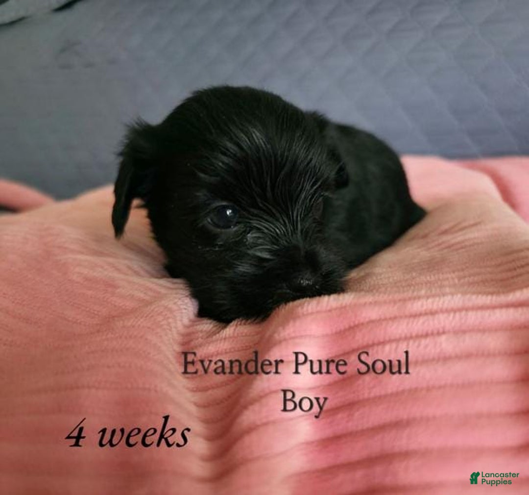 Yorkshire Terrier dogs for sale: Evander - Image 1