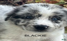 Border Collie dogs for sale: Blackie - Image 3