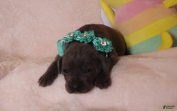 Great Dane dogs for sale: Sky - Image 18