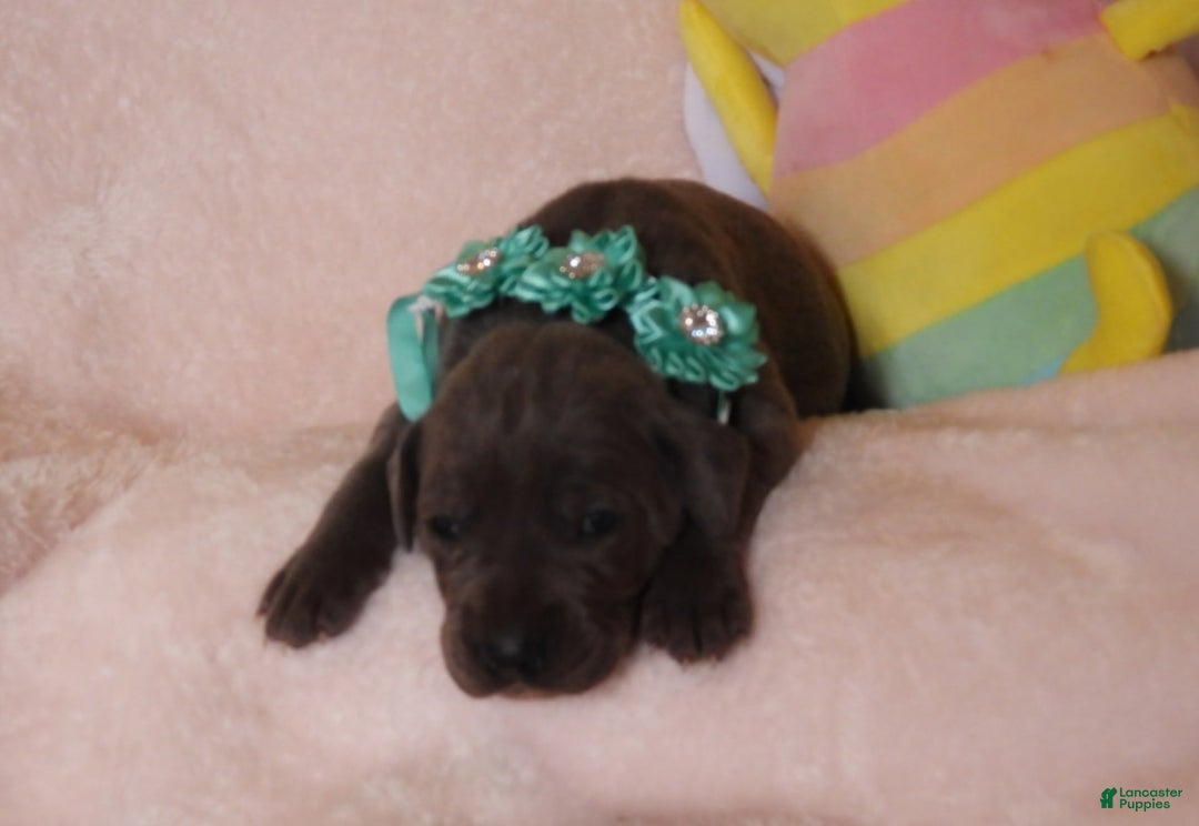 Great Dane dogs for sale: Sky - Image 18