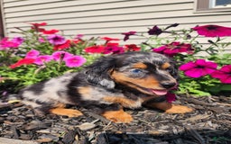 Miniature Dachshund dogs for sale: Hailey - Image 5