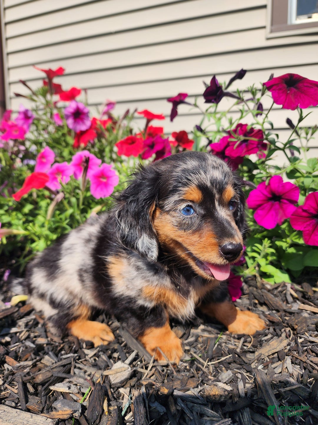 Miniature Dachshund dogs for sale: Hailey - Image 5