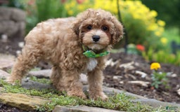 Yorkiepoo dogs for sale: Max - Image 16