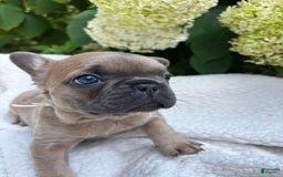 French Bulldog dogs for sale: Linus - Image 3
