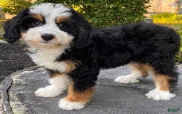 Mini Bernedoodle dogs for sale: 💜 Boston Ma 💜 Mini Bernedoodle - Image 13