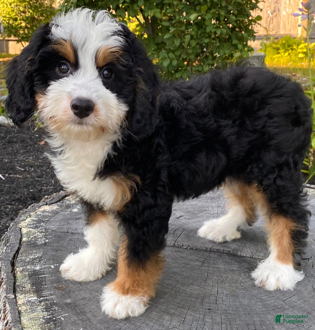 Mini Bernedoodle dogs for sale: 💜 Boston Ma 💜 Mini Bernedoodle - Image 13