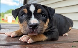 American Bully dogs for sale: Ryleigh - Image 1