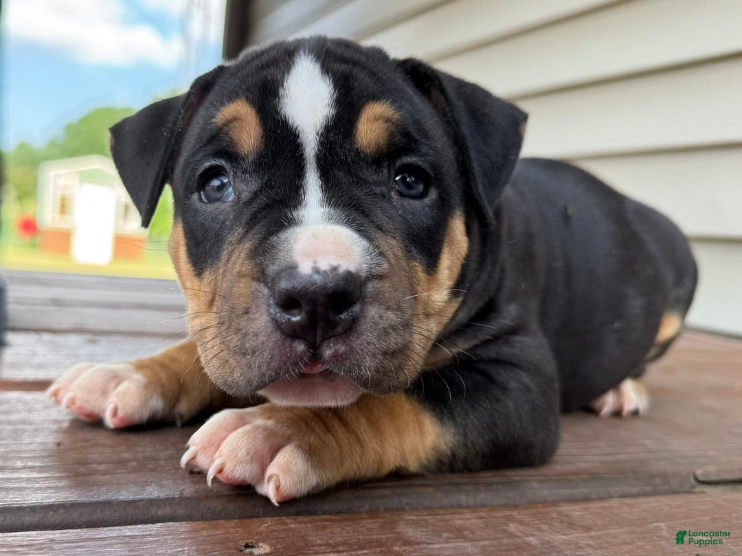 American Bully dogs for sale: Ryleigh - Image 1