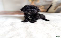 Cockapoo dogs for sale: Cockapoo 3 puppies - Image 1