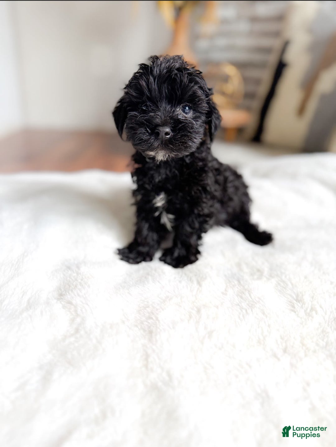 Cockapoo dogs for sale: Cockapoo 3 puppies - Image 1