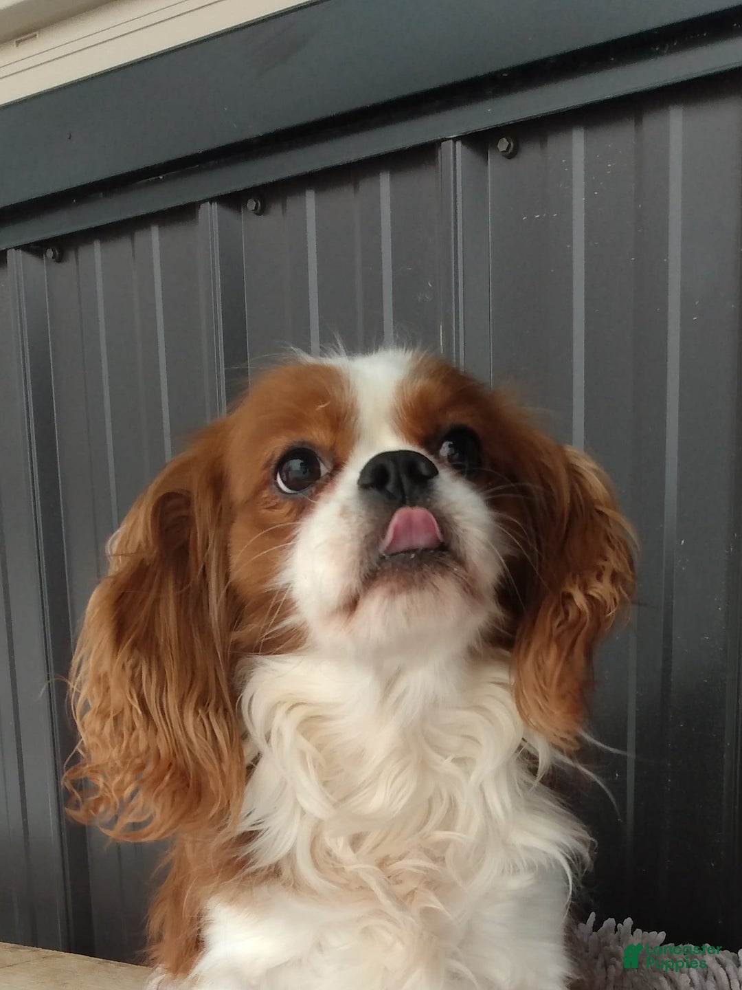 Cavachon dogs for sale: Sammy - Image 7