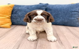 English Springer Spaniel dogs for sale: Lando - Image 2