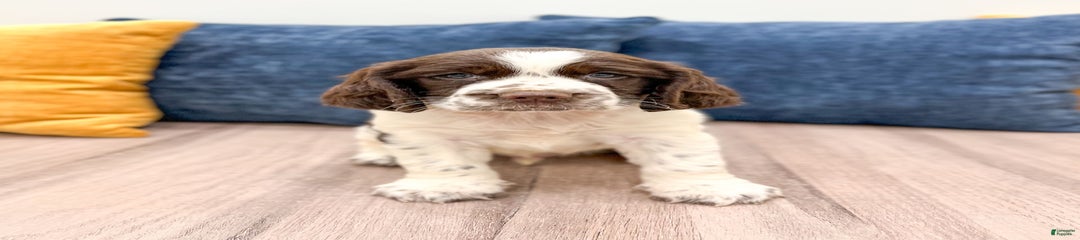 Lando