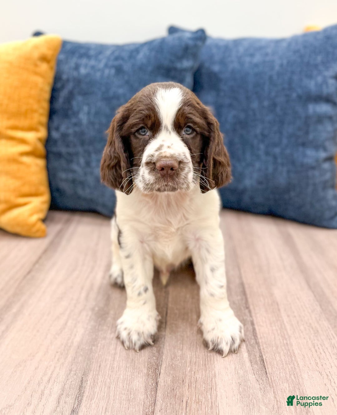 English Springer Spaniel dogs for sale: Lando - Image 2