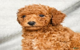 Miniature Poodle dogs for sale: Destiny - Image 9