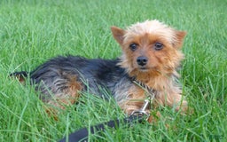 Yorkshire Terrier dogs for sale: Kenya - Image 11