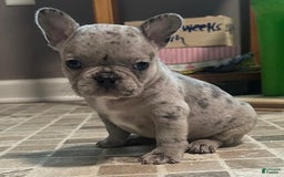 French Bulldog dogs for sale: Cookie - Image 13