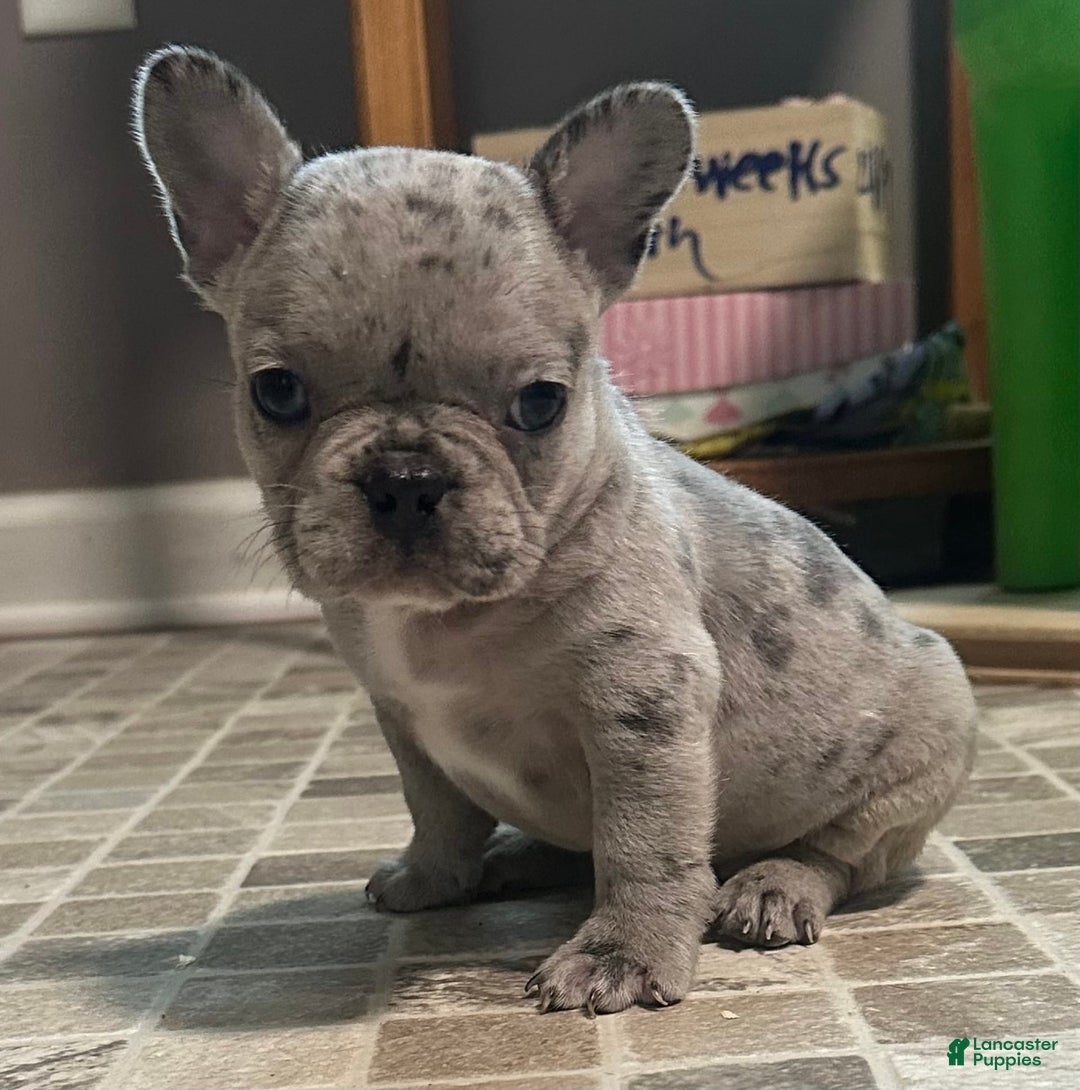 French Bulldog dogs for sale: Cookie - Image 13