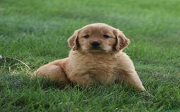 Golden Retriever dogs for sale: Golden Retriever 8 puppies - Image 17