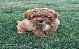 Mini Goldendoodle dogs for sale: Cuddles - Image 5