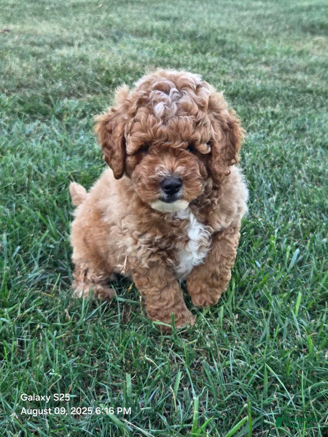 Mini Goldendoodle dogs for sale: Cuddles - Image 5