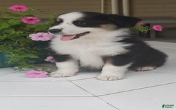 Miniature Australian Shepherd dogs for sale: Forest - Image 3