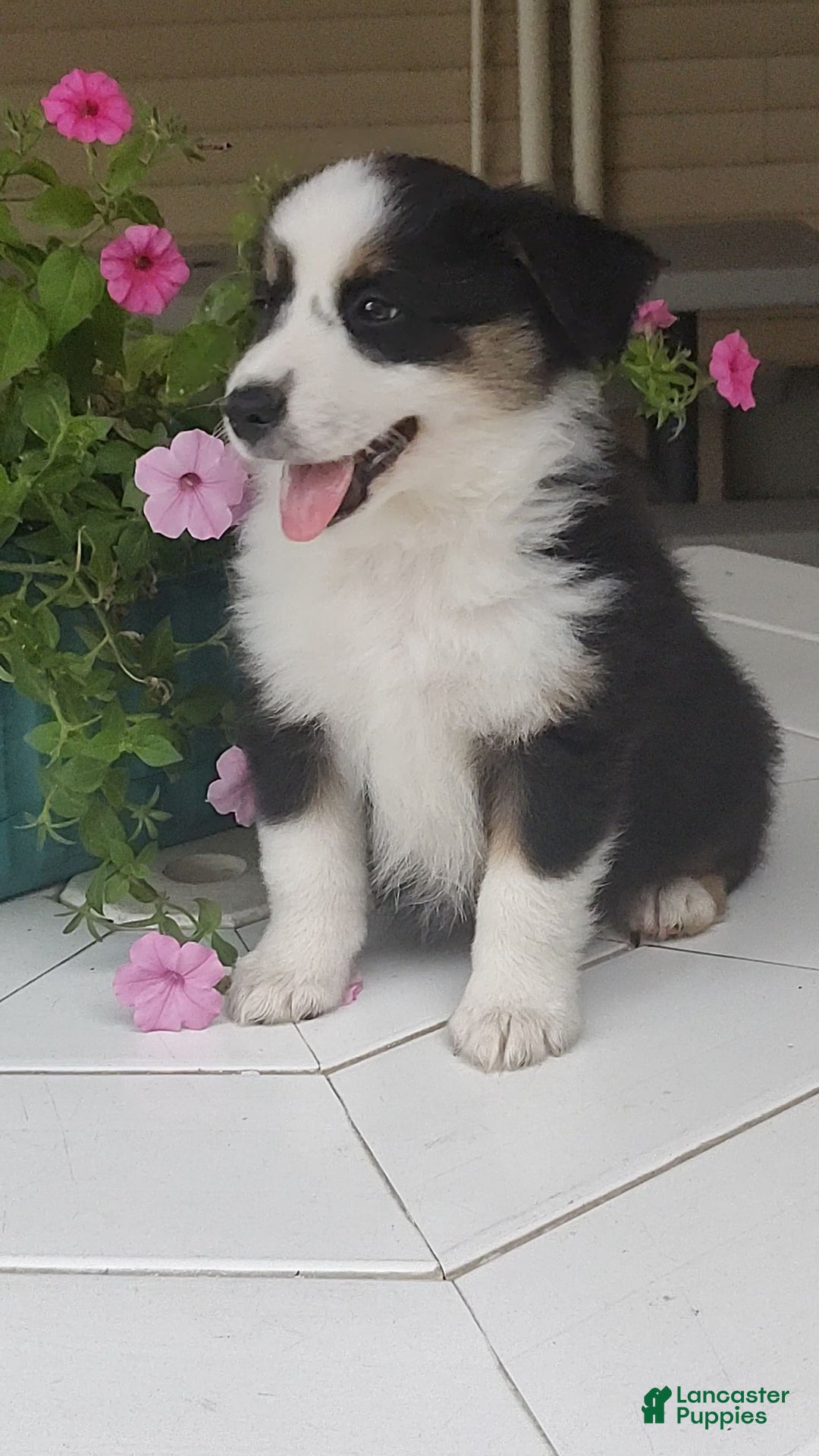 Miniature Australian Shepherd dogs for sale: Forest - Image 3