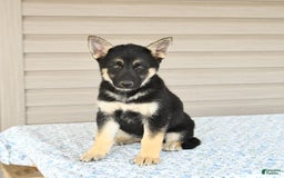 Gerberian Shepsky dogs for sale: Jemma - Image 1